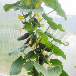 Cucumber Kolibri F1