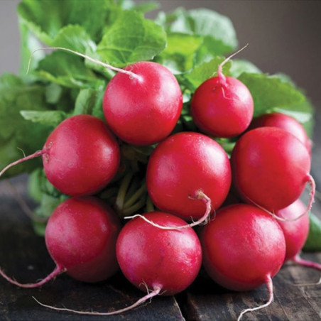 Radish Family Garden F1