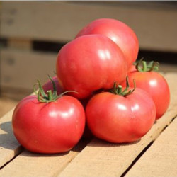 Tomato Family Garden Pink F1