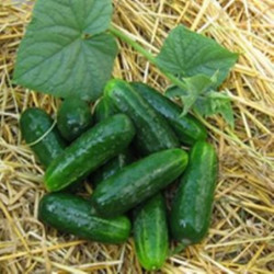 Cucumber Lotos Bud F1