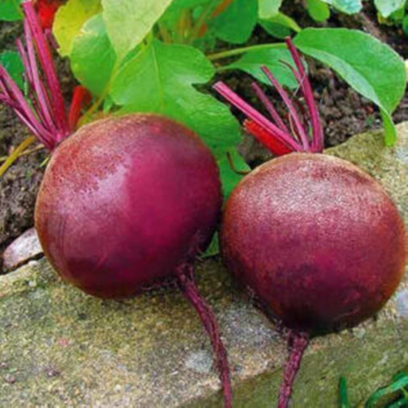 Beetroot Dark Night