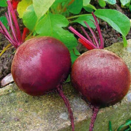 Beetroot Dark Night