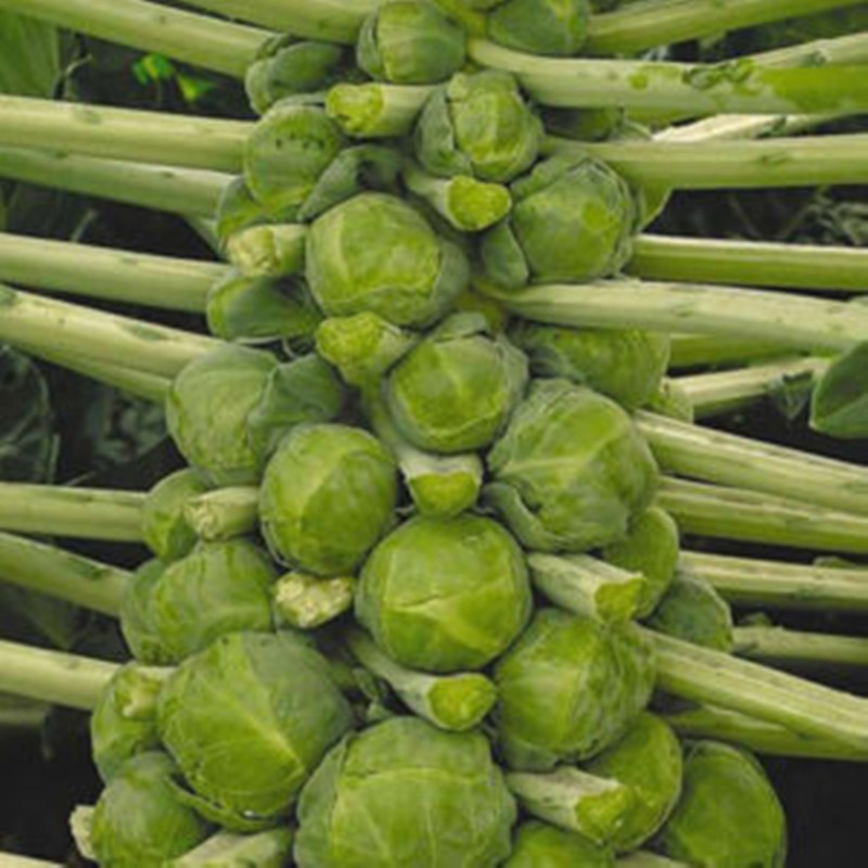 Brussels Sprouts Machuga