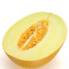 Melon Alusta