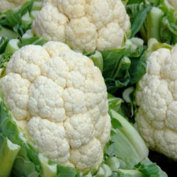 Cauliflower Movir