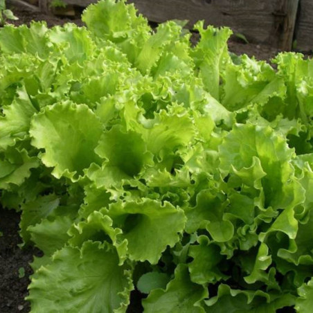 Leaf Lettuce Odessa Curly