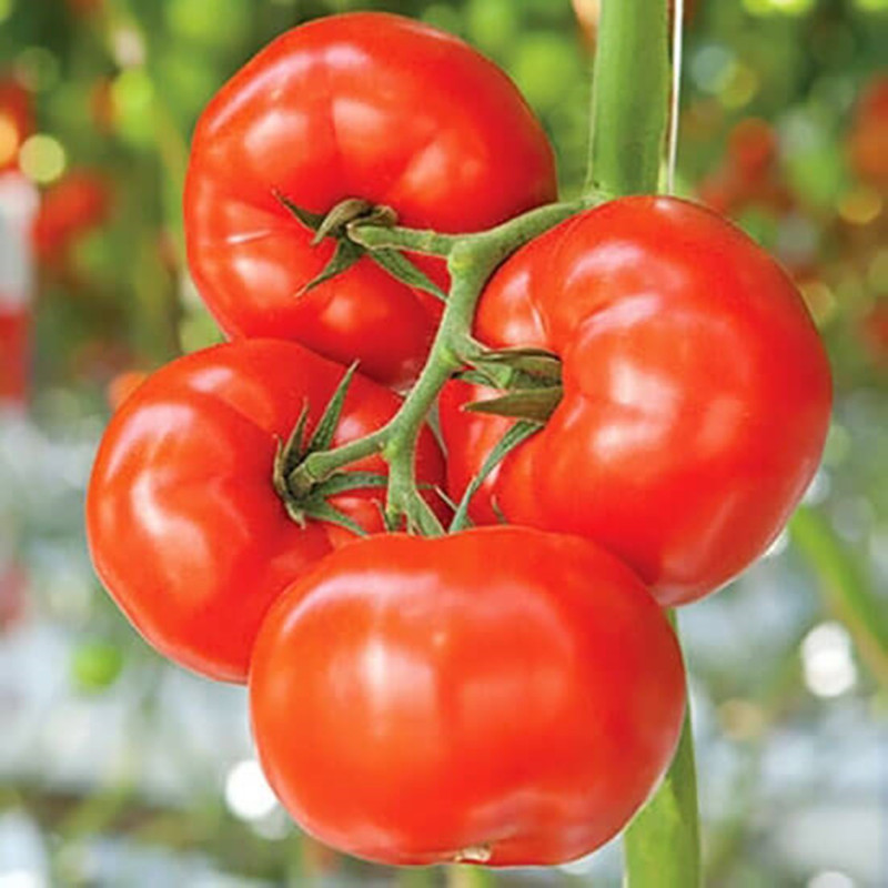 Tomato Red Persimmon