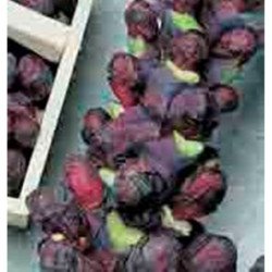 Brussels Sprouts Rosella