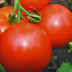 Tomato Appletree