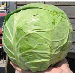 Headed Summer Cabbage Copenhagen Market