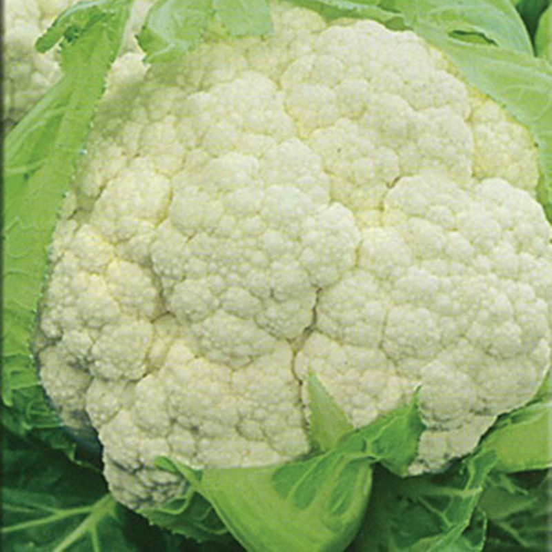 Cauliflower Four Seasons