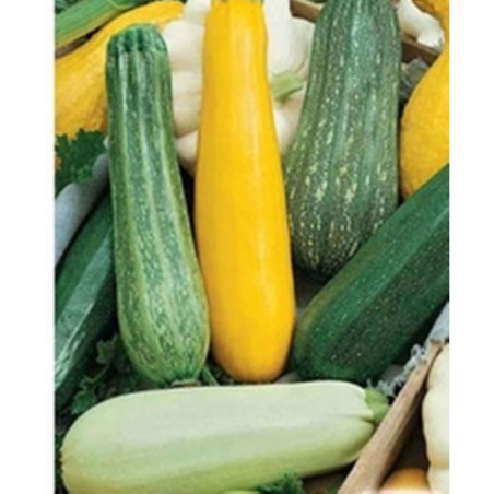 Squash - Zucchini Carnival Mix