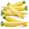 Daikon Radish Golden Cannon