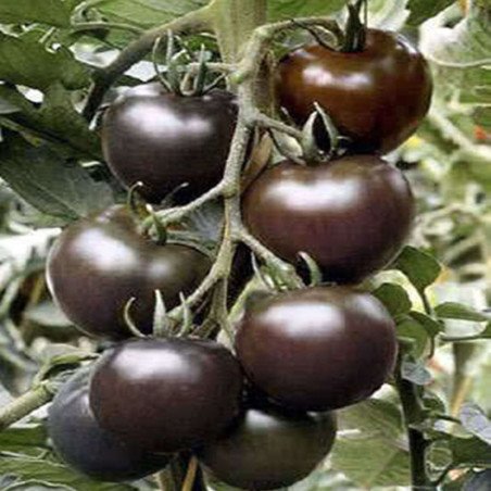 Tomato Black Cherry
