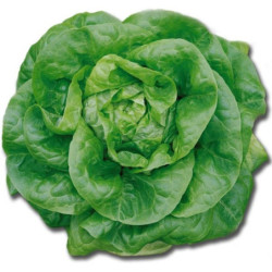 Butterhead Lettuce Hodar