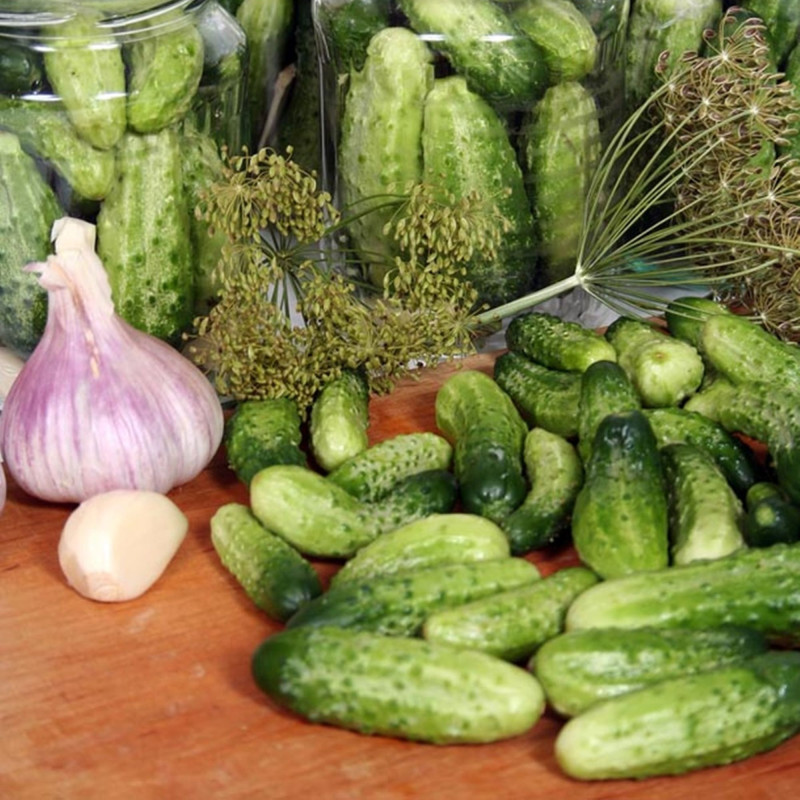 Cucumber Znojemske Vyborna