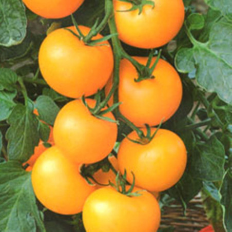 Tomato Golden Nut