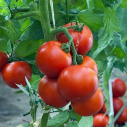 Tomato Sunny Pantry