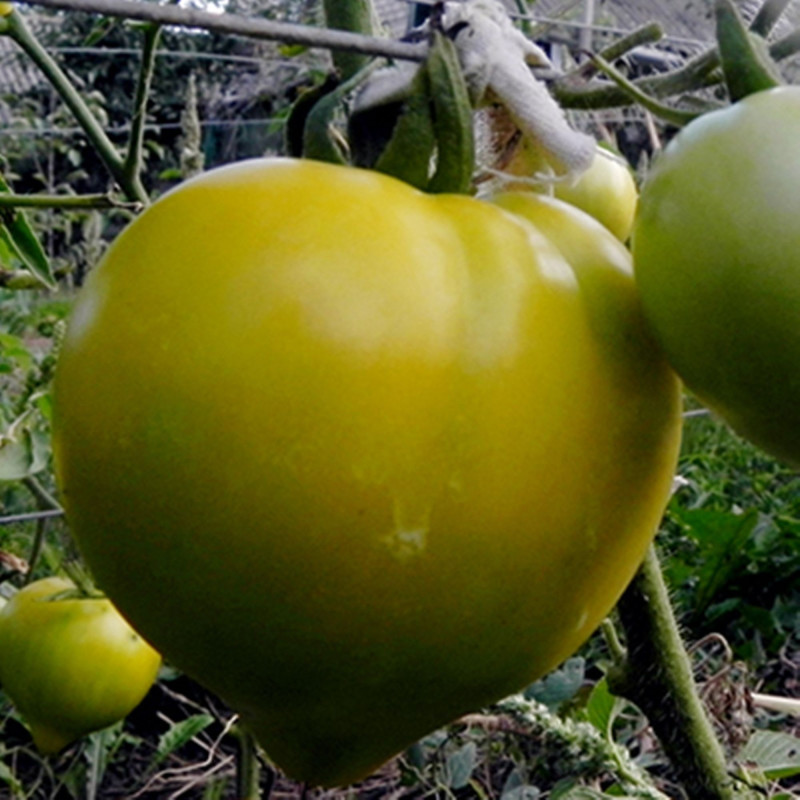 Tomato Winter Heart