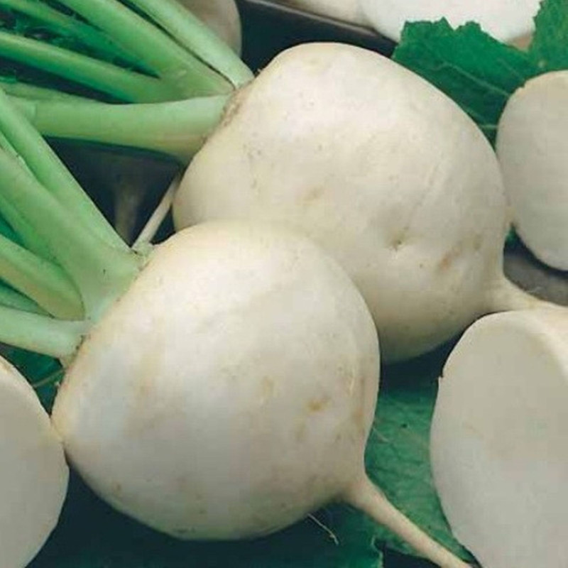 Japanese Daikon Radish Shogoin