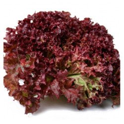 Leaf Lettuce Red Koral