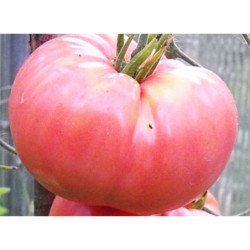 Tomato Mikado Pink