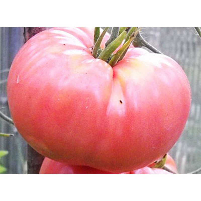 Tomato Mikado Pink