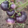 Tomato Purple