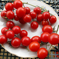 Tomato Signorita