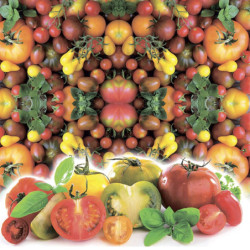 Tomato Kaleidoscope Mix