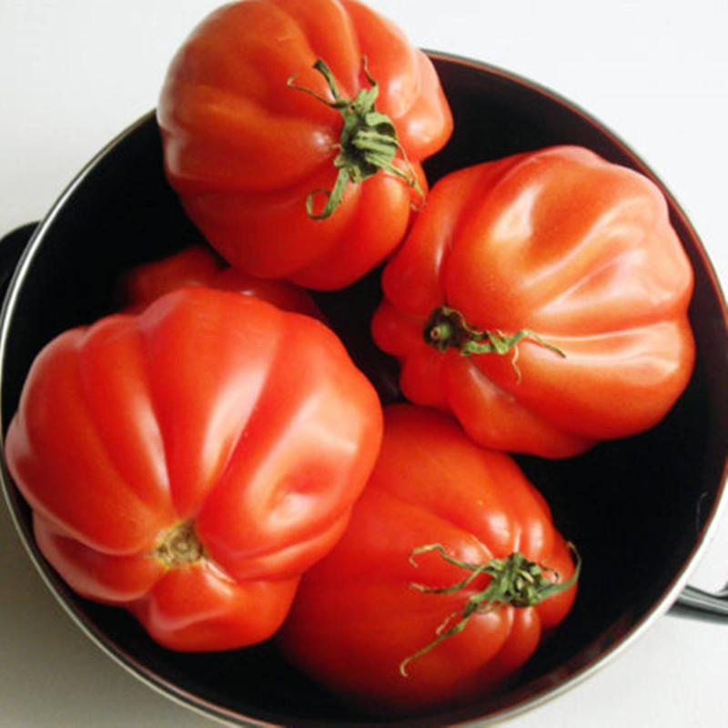 Tomato Campana Canestrino