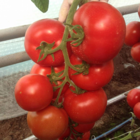 Tomato Ratunde de Saracsau