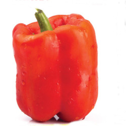 Sweet Pepper Big Dipper