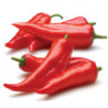 Chili Pepper Piment de Bresse