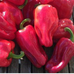 Chili Pepper Urfa Biber