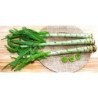 Asparagus Lettuce Uysun