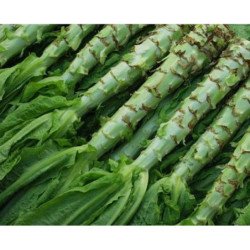 Asparagus Lettuce Uysun