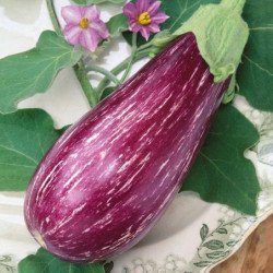 Eggplant Aubergine Matrosik