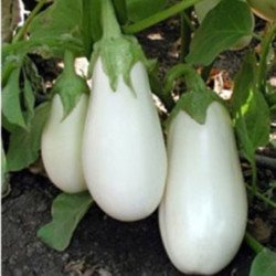 Eggplant Aubergine Aysberg