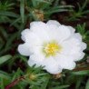 Moss-rose Double White
