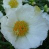 Moss-rose Double White