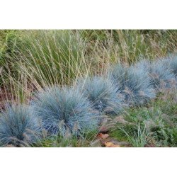 Blue Fescue Ornametal Grass