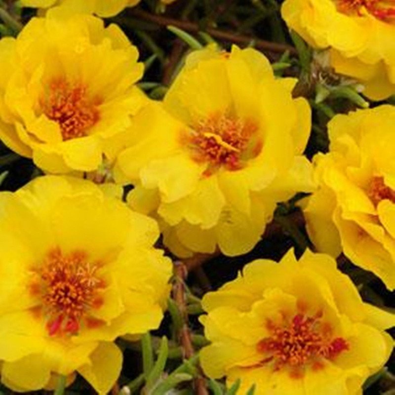 Moss-rose Double Yellow