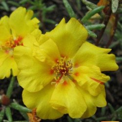 Moss-rose Double Yellow