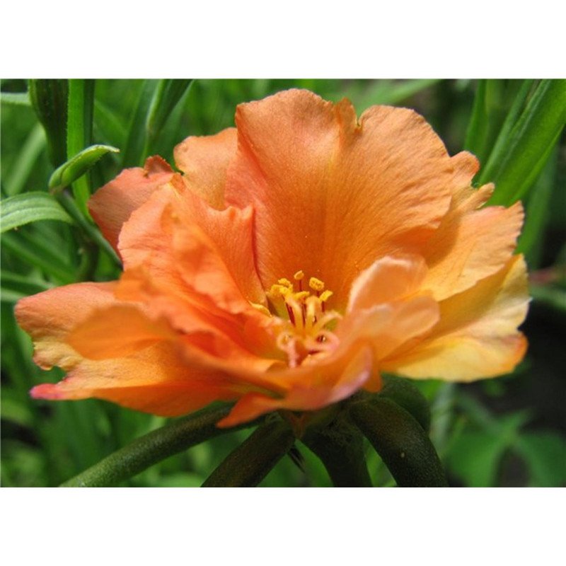 Moss-rose Double Orange
