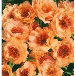 Moss-rose Double Orange