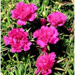 Moss-rose Double Pink