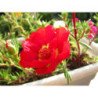 Moss-rose Makrova Red