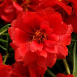 Moss-rose Makrova Red
