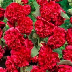Hollyhock Double Red